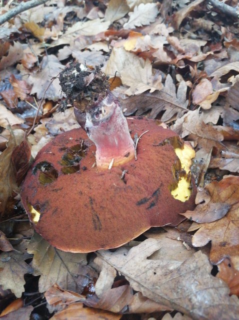 Neoboletus erythropus