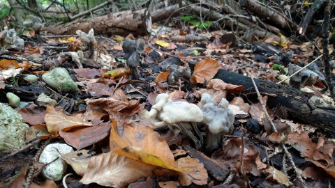 Helvella lacunosa