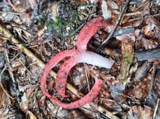 Clathrus archeri