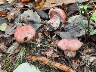 Hygrophorus russula