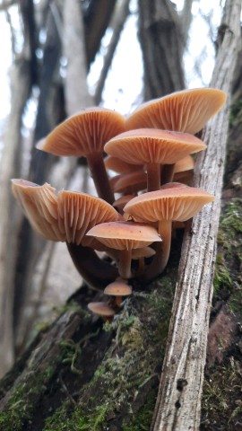 Flammulina velutipes