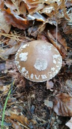 Amanita excelsa