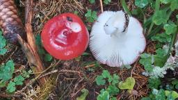 Russula emetica