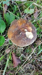 Boletus aereus