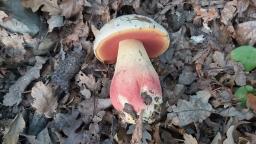 Rubroboletus satanas