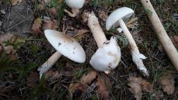 Amanita lividopallescens