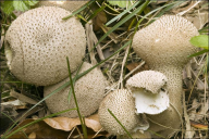 Lycoperdon perlatum