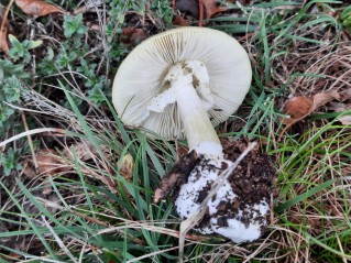 Amanita phalloides