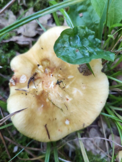 Russula heterophylla
