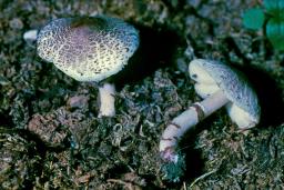 Lepiota lilacea