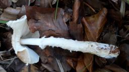 Lepiota clypeolaria