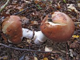 Cortinarius praestans