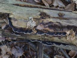 Gloeophyllum abietinum