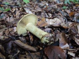 Cortinarius joguetii