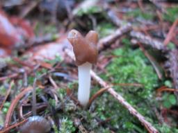 Helvella albella