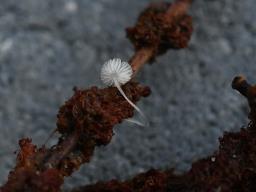 Mycena rhenana