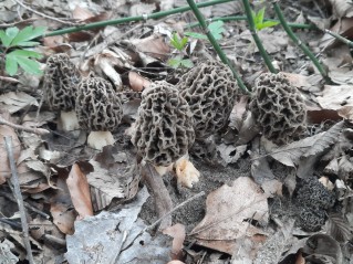 Morchella vulgaris