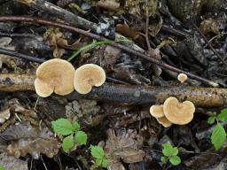 Neofavolus alveolaris