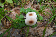 Lepiota cristata