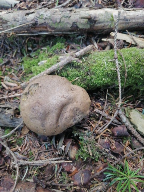 Caloboletus calopus