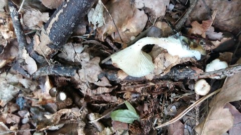 Clitocybe candicans