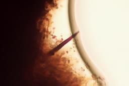 Phellinopsis conchata