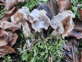 Helvella crispa