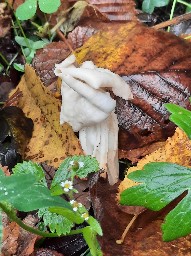 Helvella crispa