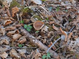 Gyromitra parma