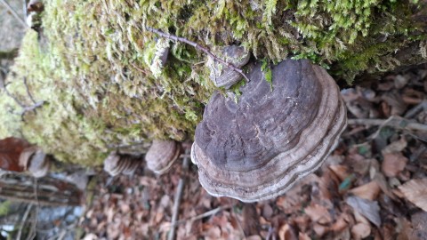 Ganoderma applanatum