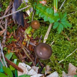 Mycena plumipes