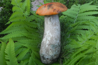 Leccinum versipelle