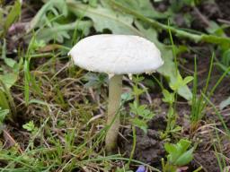 Agrocybe dura