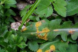 Puccinia variabilis