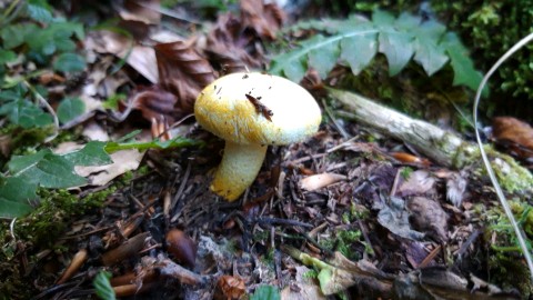 Hygrophorus chrysodon