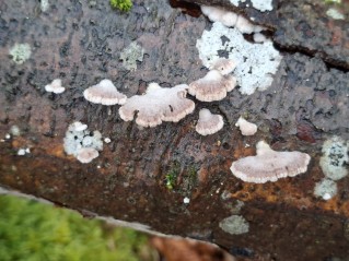 Schizophyllum commune