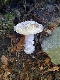 Amanita pantherina