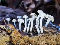 Cudoniella acicularis