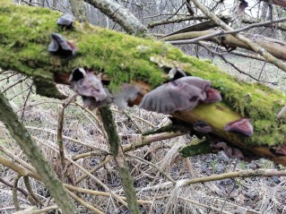 Auricularia auricula-judae