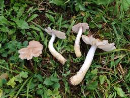 Pseudoporpoloma pes-caprae