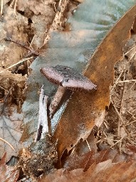 Cortinarius violaceus