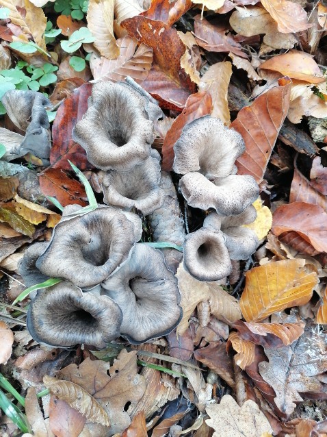 Craterellus cornucopioides