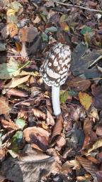 Coprinopsis picacea