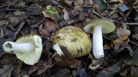 Russula olivacea