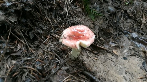 Russula minutula
