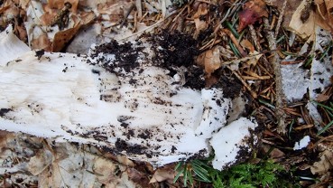 Amanita excelsa