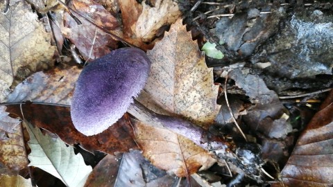 Cortinarius violaceus