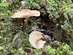 Gymnopus ocior