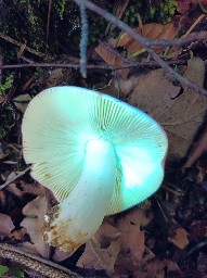 Russula nobilis