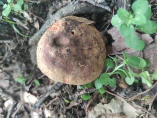 Cyanoboletus pulverulentus